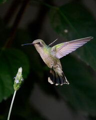 Colibrí en vuelo con una flor © Jordi