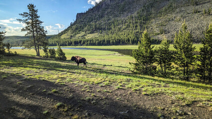 Bison &agrave; Yellowstone