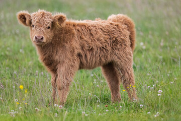 Highland calf in a field, close up