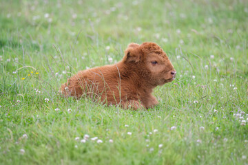 Highland calf in a field, close up