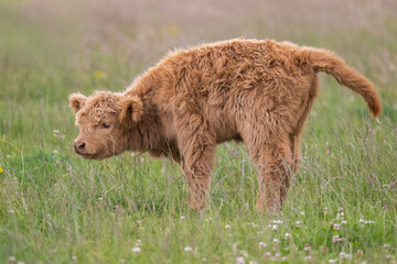 Highland calf in a field, close up