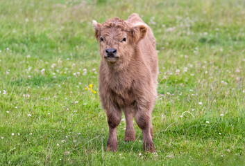 Highland calf in a field, close up