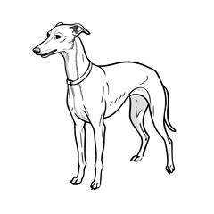 Fototapeta premium Clean whippet sketch, presented in profile with graceful, elegant pose. Highly detailed engraving drawing style highlights sleek lines and athletic form, perfect for any animal illustration.