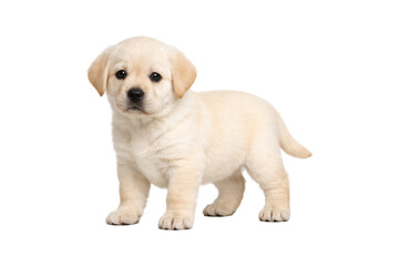 cute cream-colored Labrador Retriever puppy standing in a gentle pose, full body visible. The puppy has soft fur, floppy ears, round dark eyes, and a sweet innocent expression. Isolated on white