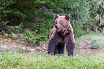 Braunb&auml;r an einem kleinen Teich in Rum&auml;nien