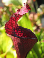 Zbliżenie na kaptury rośliny z gatunku sarracenia © Kumulugma