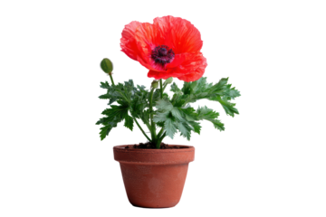 A vase containing three vibrant red flowers, isolated on transparent background