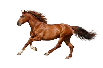 Powerful chestnut horse running at full stride, side view, capturing dynamic motion, strength, and natural elegance isolated on white background.