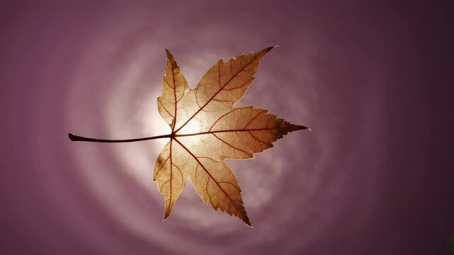 Paper leaf suspended mid-air, faint ripples of invisible air around it, soft backlight 4K