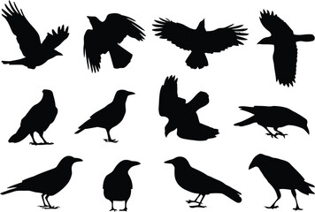 Fototapeta premium crow, silhouettes, bird, raven, flying, standing, perched, avian, wildlife, nature, black, silhouette, collection, set, illustration, vector, graphic, design, cawing, feathers, wings, beak, migration,