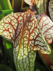 Zbliżenie na kaptury rośliny z gatunku sarracenia © Kumulugma