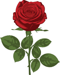 Obraz premium A single red rose with green leaves on a white background