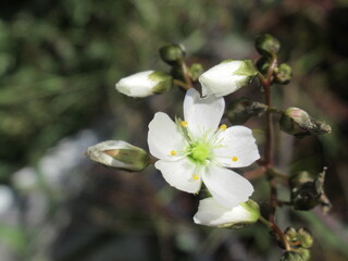 Zbliżenie na kwiat rośliny z gatunku drosera binata © Kumulugma