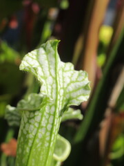 Zbliżenie na kaptury rośliny z gatunku sarracenia © Kumulugma