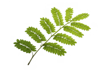 Green tropical foliage element, fresh pinnate leaf branch, isolated on transparent background, organic plant detail