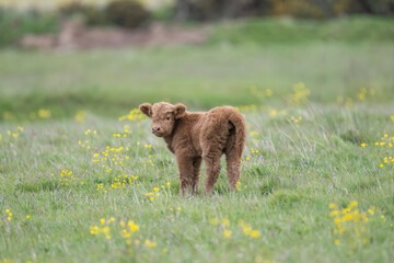 Highland calf in a field, close up