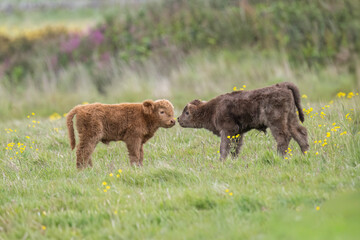 Highland calves in a field, close up