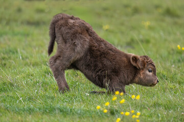 Highland calf in a field, close up