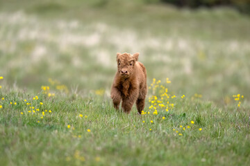 Highland calf in a field, close up
