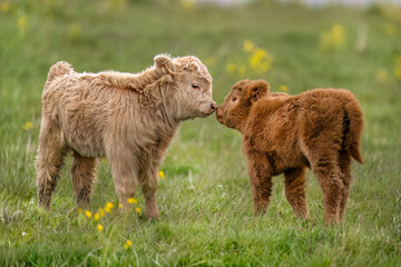 Highland calves in a field, close up