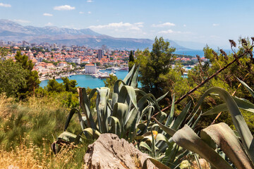 View of the historic old town of Split with agave plant on foreground from the Marjan hill, Croatia
