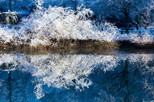 Buissons et arbustes couverts de neige dans la lumi&egrave;re matinale hivernale et leur reflet sym&eacute;trique sur une rivi&egrave;re