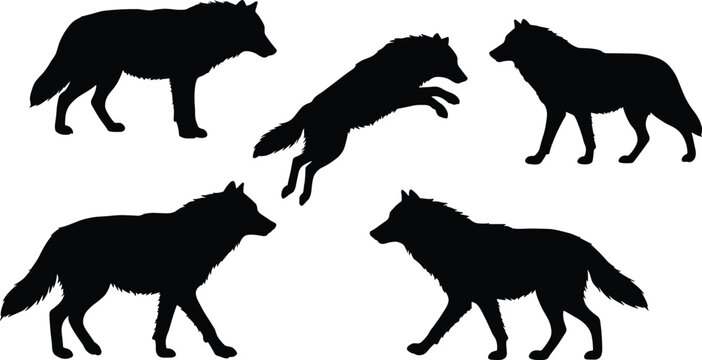Wolf silhouettes collection, wild animal vector illustration, black wolf design, walking running jumping poses, forest wildlife artwork, predator canine graphic