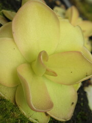 Zbliżenie na rośliny z gatunku pinguicula © Kumulugma
