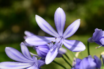 purple crocus flower