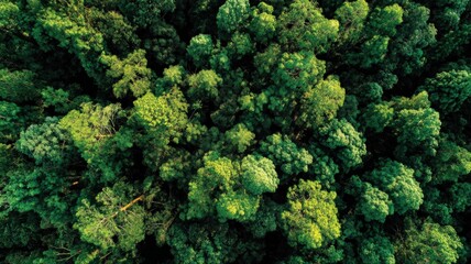 Aerial View of Lush Green Forest Canopy, Vibrant Ecosystem and Natural Beauty from Above