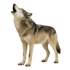 Howling gray wolf isolated on transparent background
