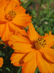 Zbliżenie na kwiat rośliny z gatunku cosmos © Kumulugma