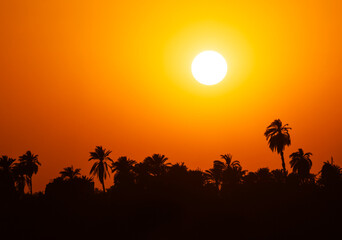 Sylwetki palm na tle intensywnego zachodu słońca w Egipcie – egzotyczny krajobraz tropikalny w złotej godzinie © adr77