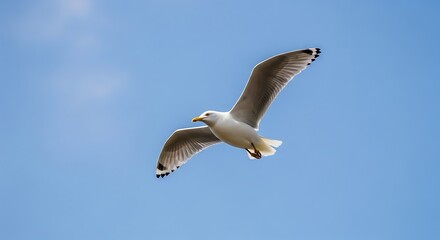 Seagull flying with clear sky.