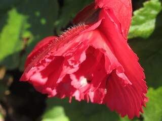 Zbliżenie na kwiat begonii © Kumulugma