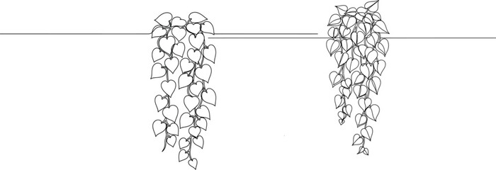 Elegant botanical illustration of cascading ivy vines in a linear design with delicate leaf details