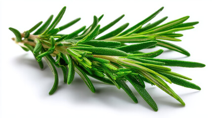 Fototapeta premium fresh rosemary sprig on white for culinary use
