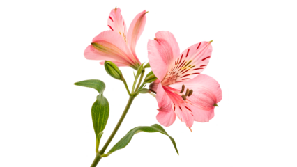 Pink flowers with delicate petals and green leaves are being arranged into a floral composition against a transparent background.