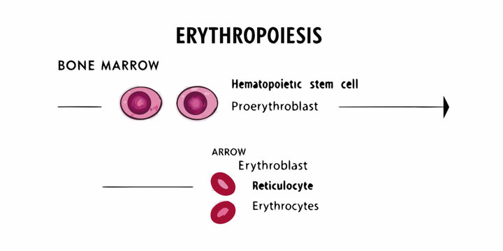 Erythropoiesis process a visual representation of red blood cell development