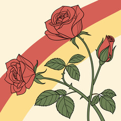 red rose on a white background