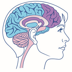 human head with brain