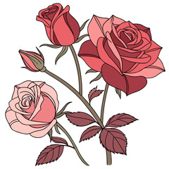 red rose on a white background