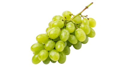 A bunch of green grapes sits on a vine branch isolated on transparent background cut out