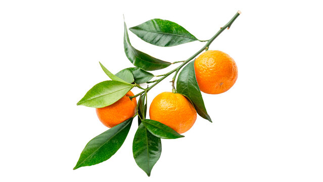Oranges are hanging on a branch with green leaves isolated on transparent background cut out