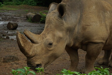 rhino in the wild © sofiani