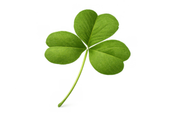 Green shamrock spreading luck and nature celebrating st. Patrick's day with fresh foliage, transparent background