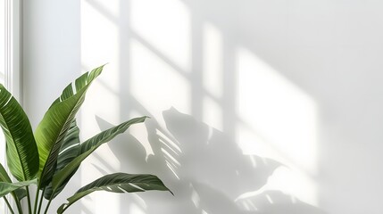Tranquil Plant and Shadows: A vibrant indoor plant bathed in the soft glow of sunlight casts intricate shadows on the serene wall, evoking a sense of tranquility.