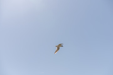 Obraz premium A seagull flies in the sky
