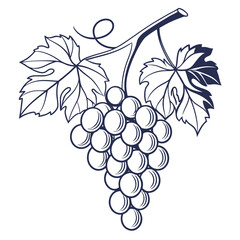 Obraz premium Fresh Grapes Fruit Bunch Vector Graphic