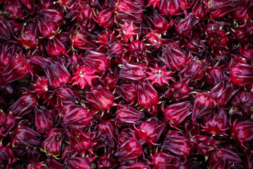Close-up of fresh roselle hibiscus calyces with deep red color and rich texture. Popular tropical plant used for herbal tea, juice, and healthy food concepts, ideal for food and agriculture themes.